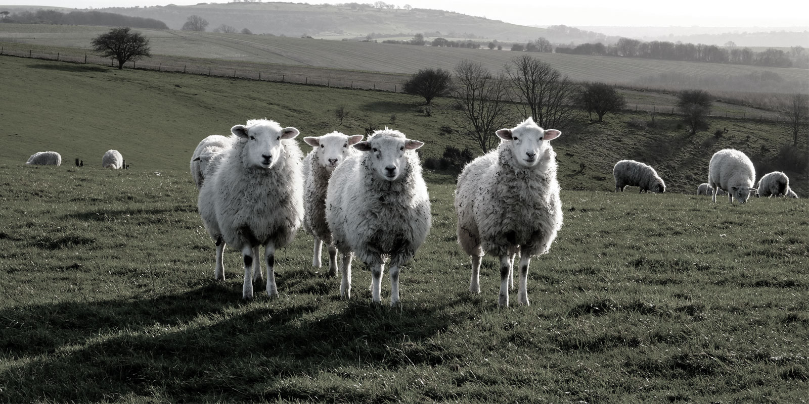 Don’t Be a Sheep: Avoid These 7 Taglines