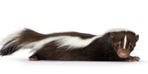 Distributors’ Dead Skunk Pricing: How to Avoid the Stink