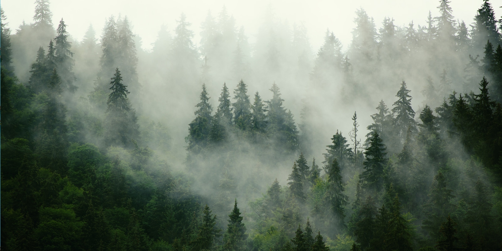 Clearing Your Revenue Fog: How Data Gaps Hurt Sales (And How to Fix Them)